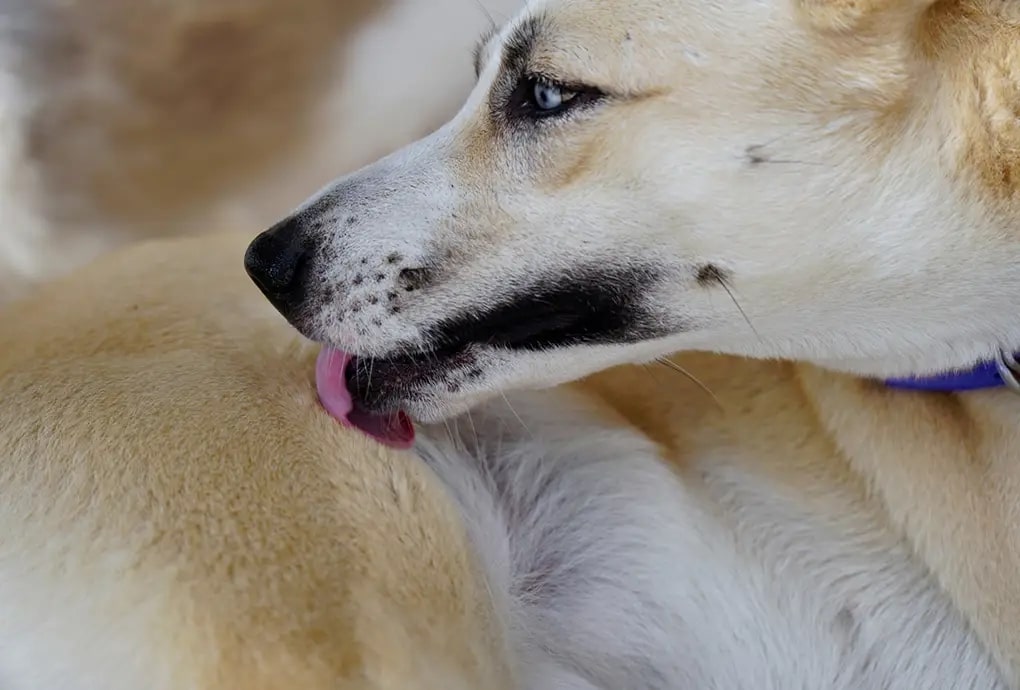 Why Do Dogs Eat Domestic Parasites